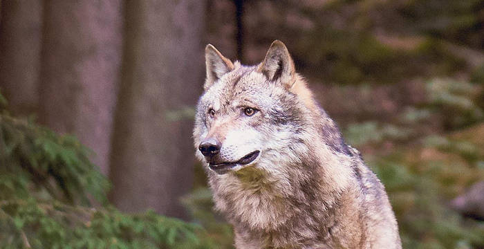 Wolf_Canis_lupus_1920x960_cr_wwwistockphotode.jpg